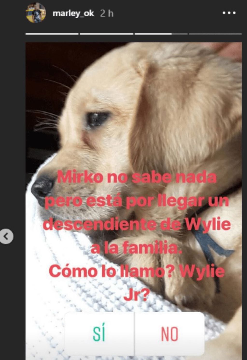 Marley publicó una encuesta en su Instagram para decidir el futuro nombre del cachorro
