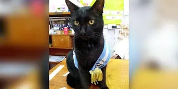 Bodoque, el gato abanderado que enamoró a una escuela de Neuquén