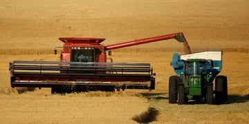 COSECHA. A medida que avance la recoleccion del cereal, y la exportación tenga menos presencia en el mercado, el precio del trigo se vería afectado. (AP)