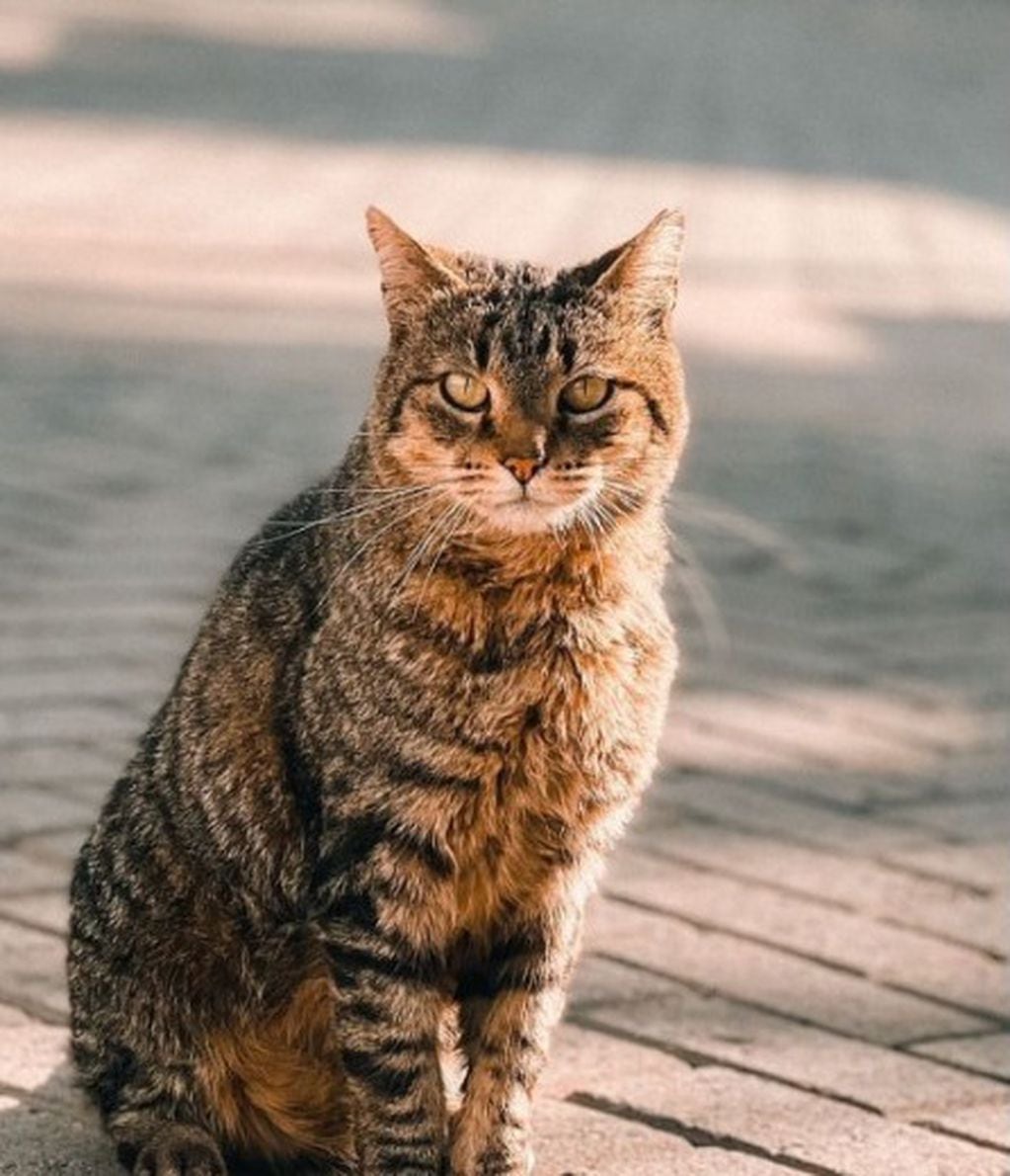 Michino, el gato de Quality Espacio.