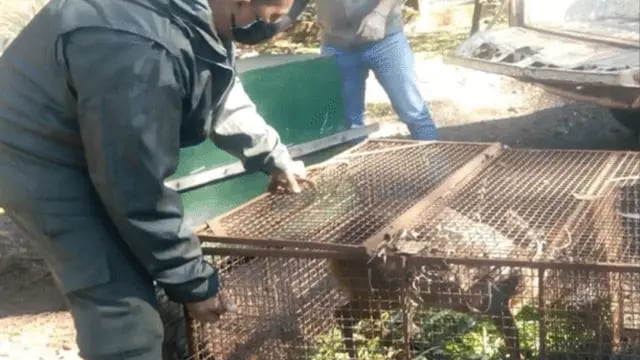 Rescataron a dos animales exóticos en las localidades de Colonia Guaraní y Oberá