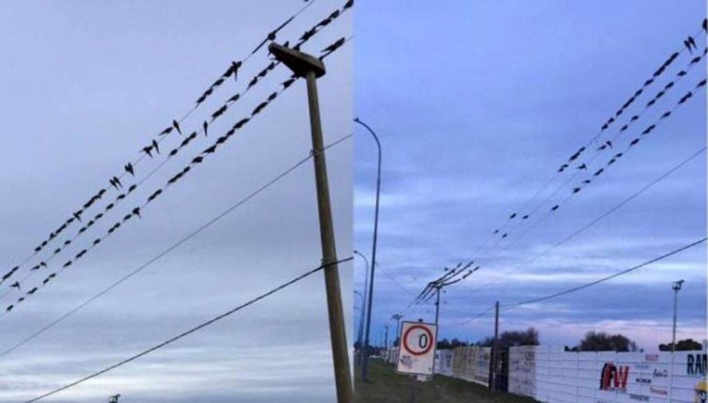 Las aves cortan cables eléctricos y de Internet.