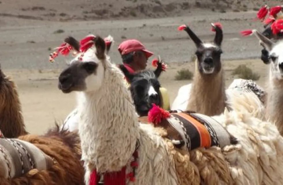 Llamas en la puna salteña. (web)