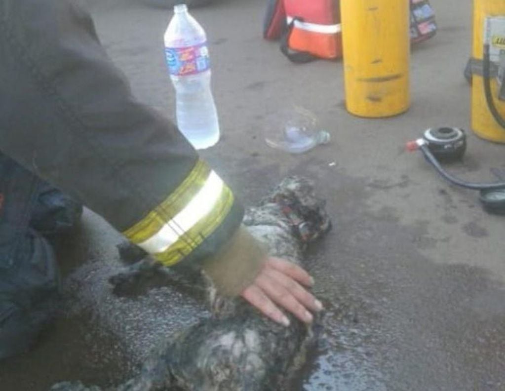 Emotivo rescate de un perrito en un incendio en Alem. (Foto: El Territorio)