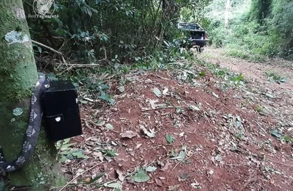 Instalan nuevas cámaras trampa en el Parque Nacional Iguazú.