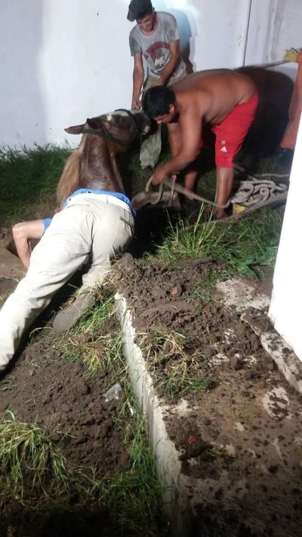 Rescate de caballo Bomberos Voluntarios de Arroyito