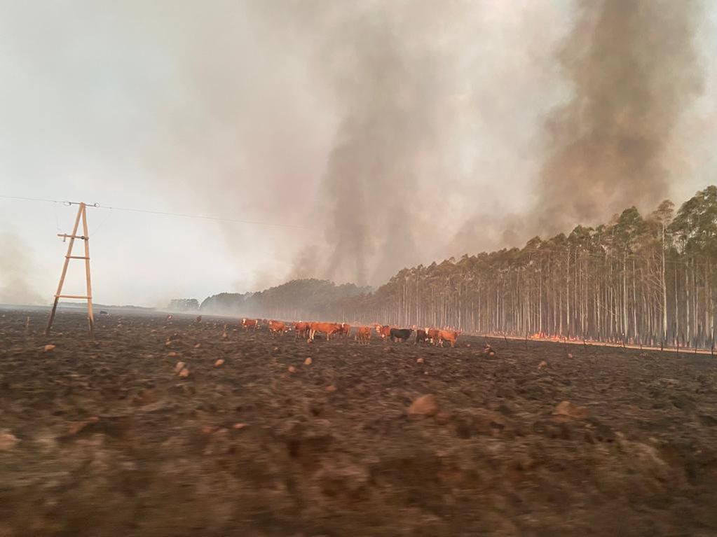 Incendios en Corrientes. (Federación Bomberos Voluntarios de Córdoba)