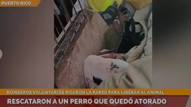Bomberos de Puerto Rico rescataron a un perro que metió su cabeza en el hueco de una pared y quedó atrapado