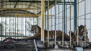 Los 4 tigres abandonados en San Luis serán rescatados