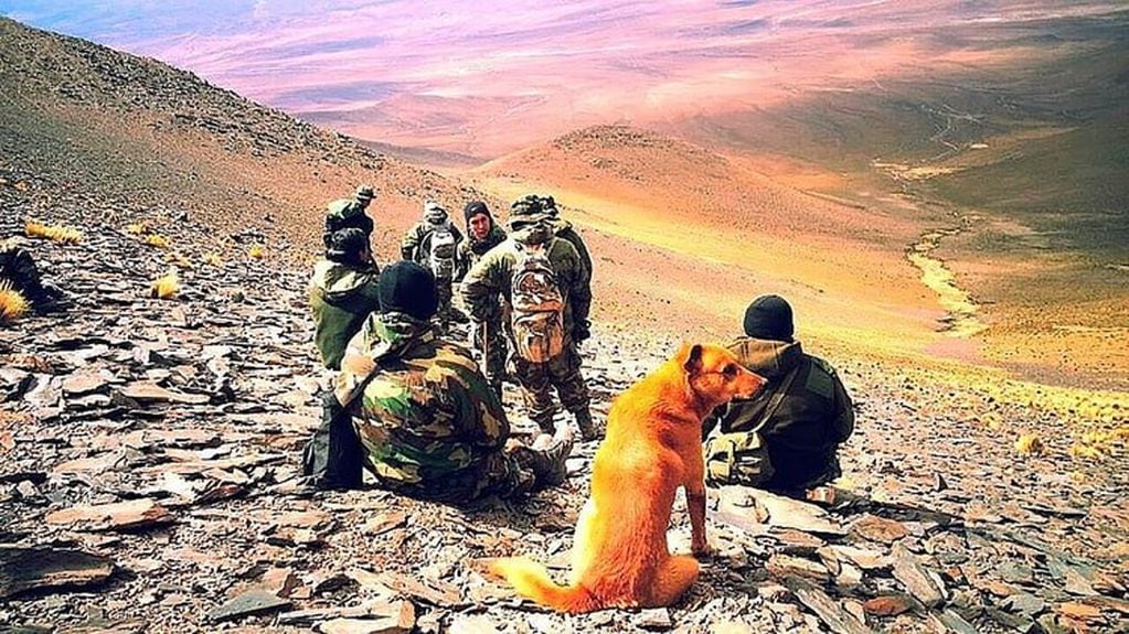 Cabo, el perro montañés. (Ejército Argentino)