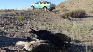 Investigan las causas de la muerte de un cóndor andino hallado al costado de la Ruta 40