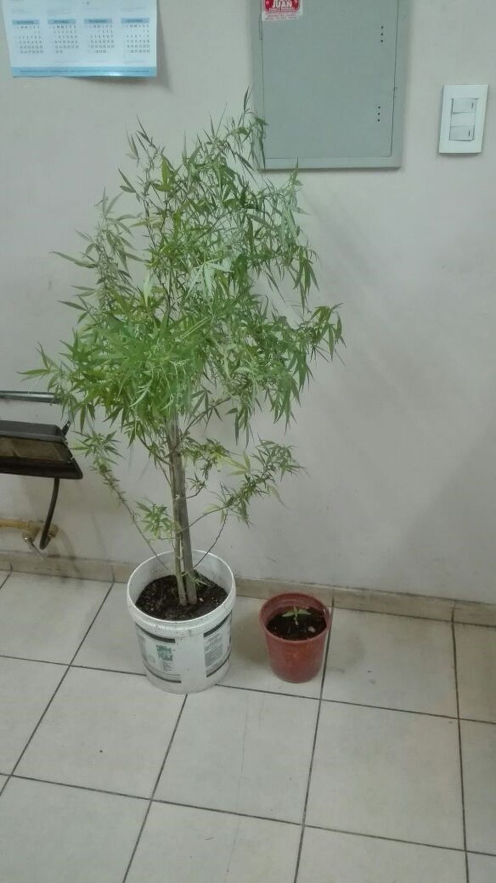 Plantas de marihuana halladas en Maipú.