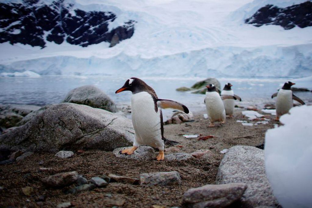 Penguins come ashore in Neko Harbour, Antarctica.