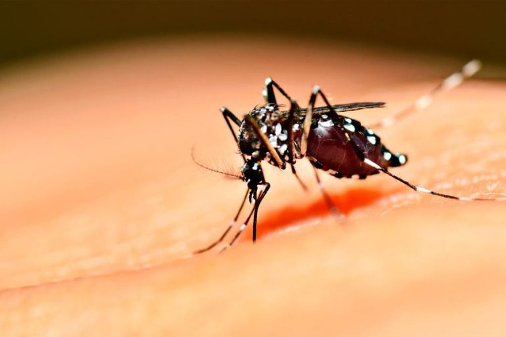 Mosquito aedes ageypti.