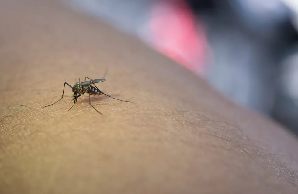 La Ciudad de Buenos Aires fue catalogada como de “alto riesgo” por la suba de casos de dengue. Foto: Archivo