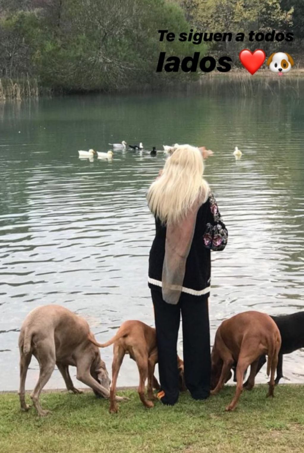 Susana Giménez y sus perros