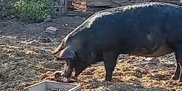 Cerdo faena clandestina