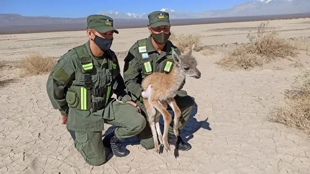 Gendarmes rescataron una cría de guanaco