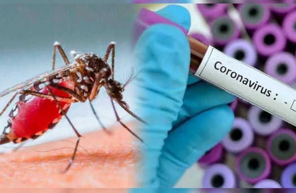 Dengue - Coronavirus