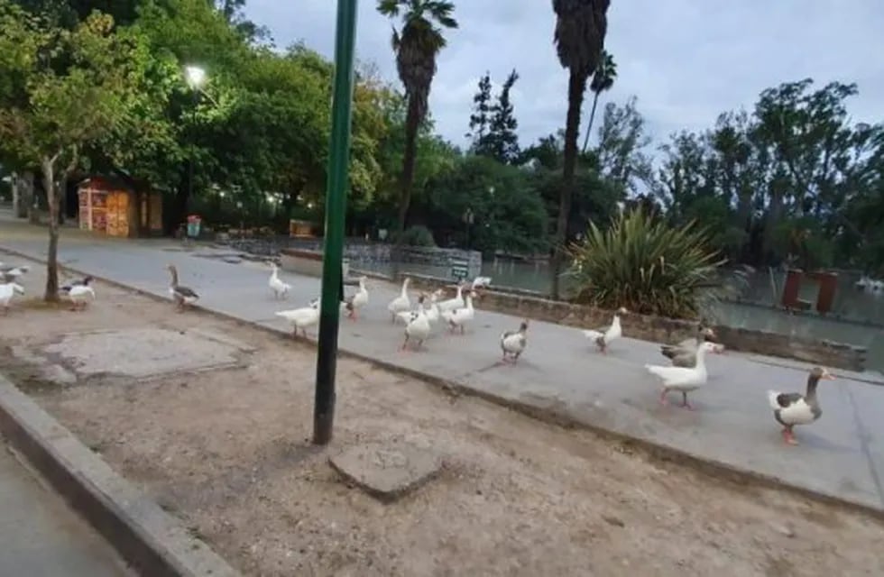 Patos Parque San Martín (Foto Salta Soy)
