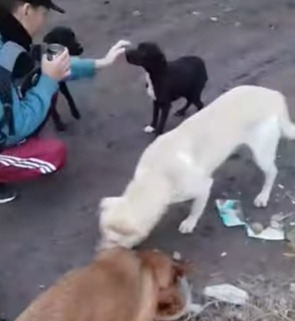 Un adolescente reparte comida entre los perros callejeros de Viedma.