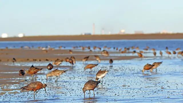 Humedales Bahía Blanca