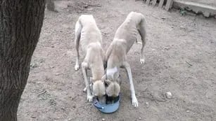 Perros galgos en estado de desnutrición