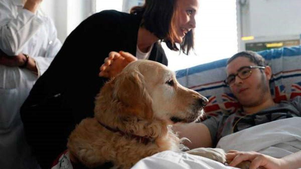 Zenit, el perro terapista que brinda servicio en el Hospital 12 de Octubre de Madrid