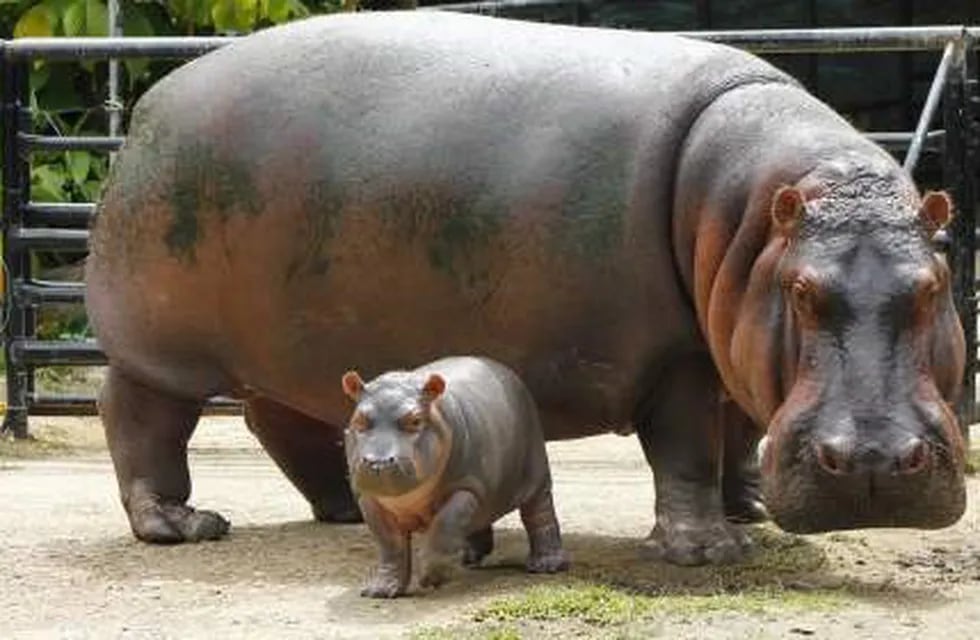 Hipopótamos (imagen ilustrativa)