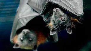 En Nueva Córdoba. Hallaron un murciélago con rabia. (La Voz)