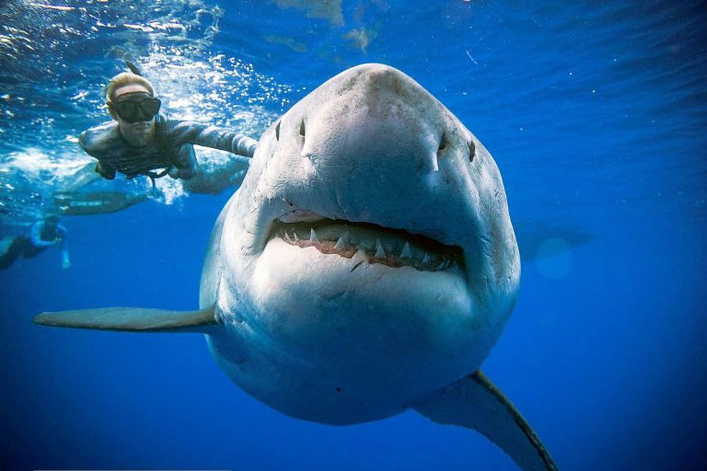 El ataque habría sido por parte de un tiburón blanco, uno de los más grandes de esa especie. 