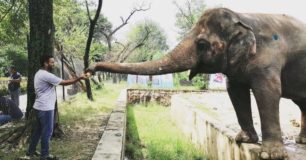 Se espera que Kaavan sea enviado a una reserva o santuario animal. (Foto:acnansi)