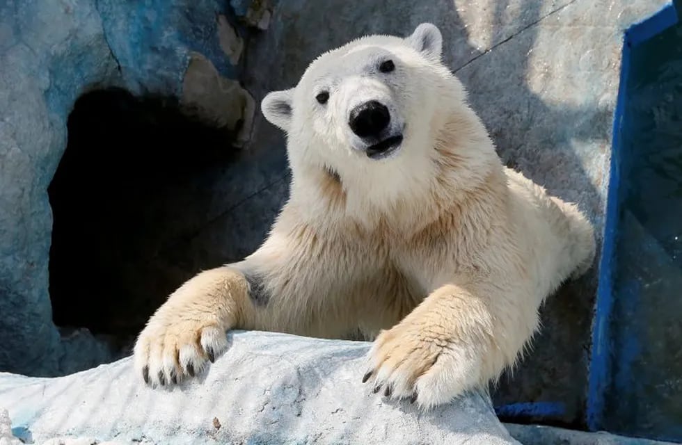 Oso polar (Foto: REUTERS/Ilya Naymushin)