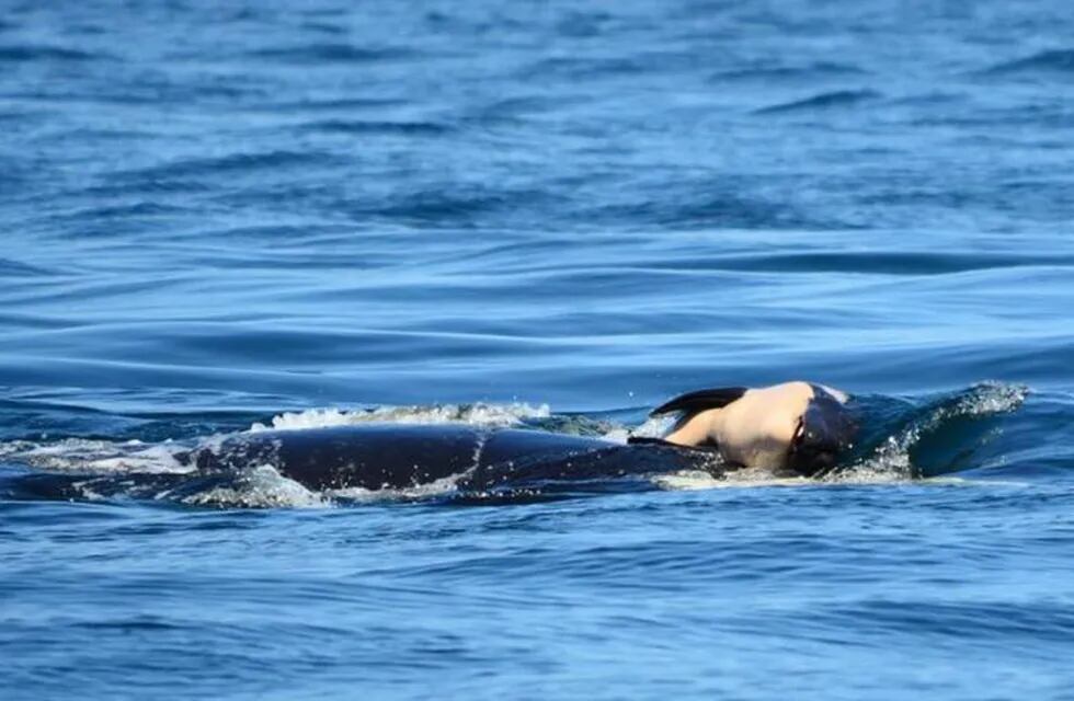 Una orca nada con su bebé muerto
