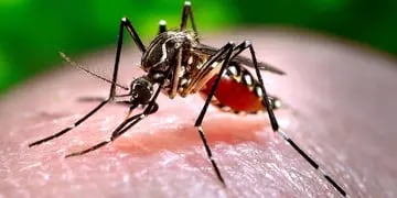 Mosquitos: cuatro opciones caseras y muy económicas para combatirlos