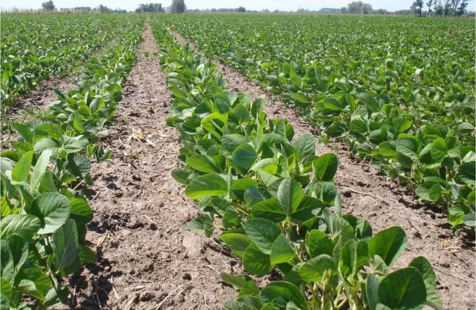 El INTA alertó sobre un incremento  de enfermedades foliares en la soja en Entre Ríos
