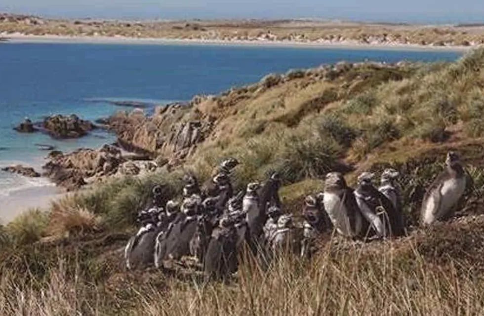 Colonia de pingüinos de Magallanes en la Patagonia Argentina (DPA).