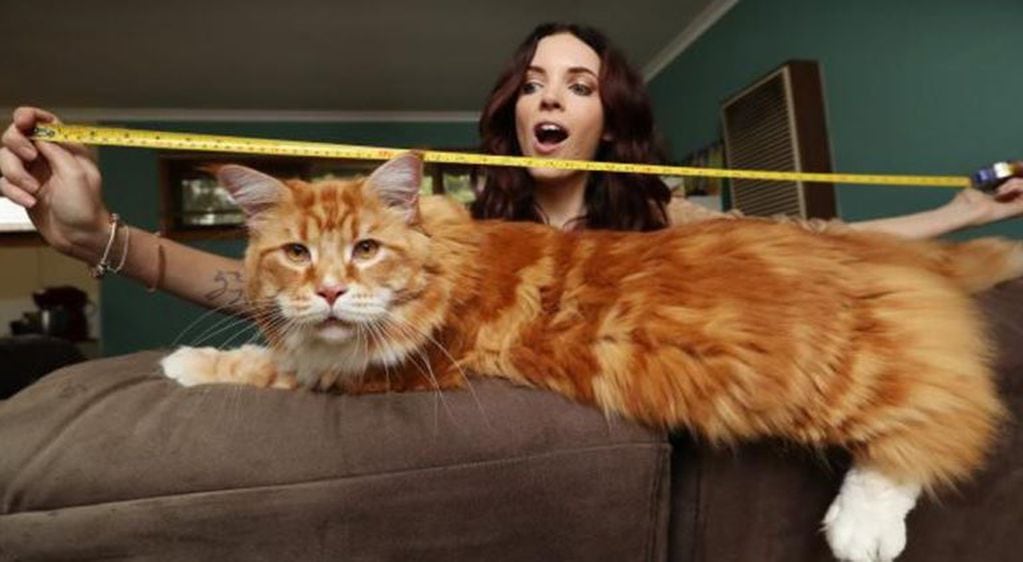 Omar es considerado el gato doméstico "más largo del mundo”.