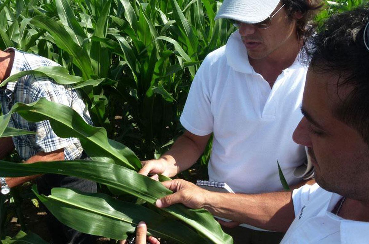 Recorrida de productores para reconocer la presencia de gusano cogollero en un lote de maíz (Prensa Syngenta)