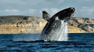Llegaron dos especies de ballenas francas a la Península Valdés y se esperan más.