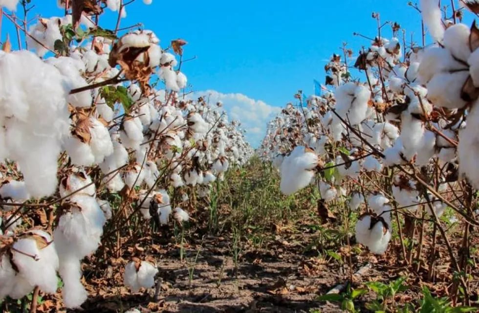 Avanzan con la producción experimental de algodón orgánico