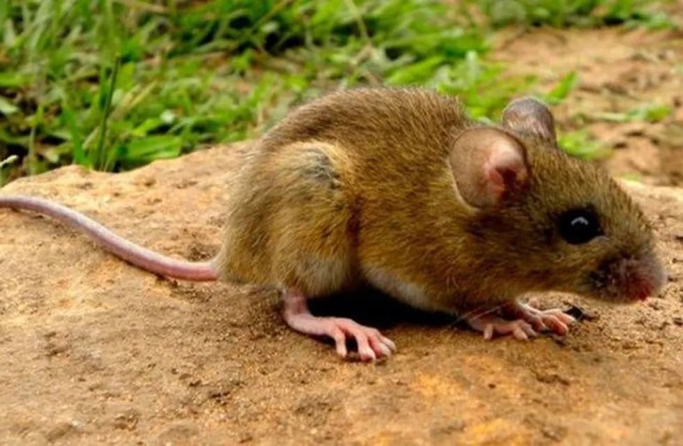 Hantavirus.