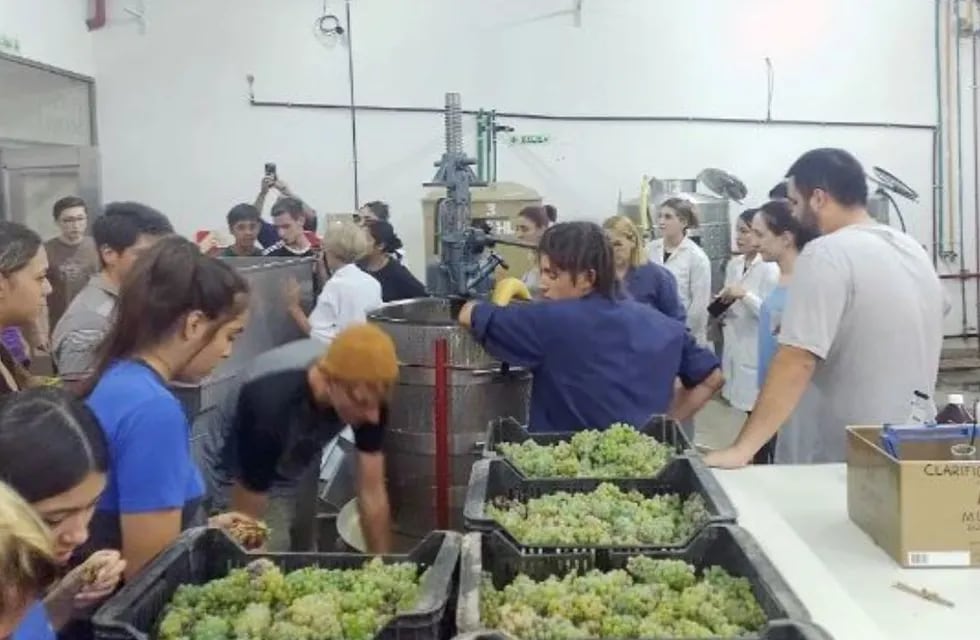 Alumnos de la escuela técnica Pascual Iaccardi de San Rafael, en plena elaboración de vinos.