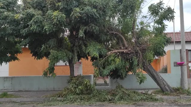 Caída de árbol en Belgrano al 800.