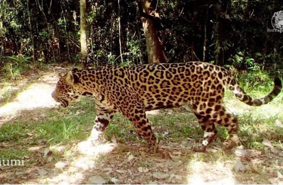 Yaguaretés en Misiones: Kunumí fue vista paseando con su cachorro en una reserva de Andresito.