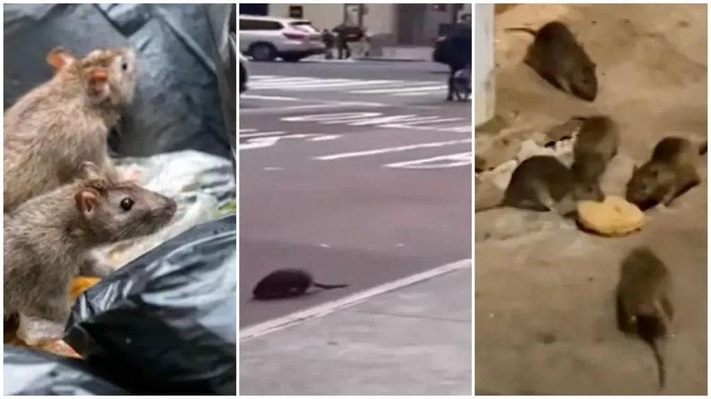 Las ratas invaden Nueva York