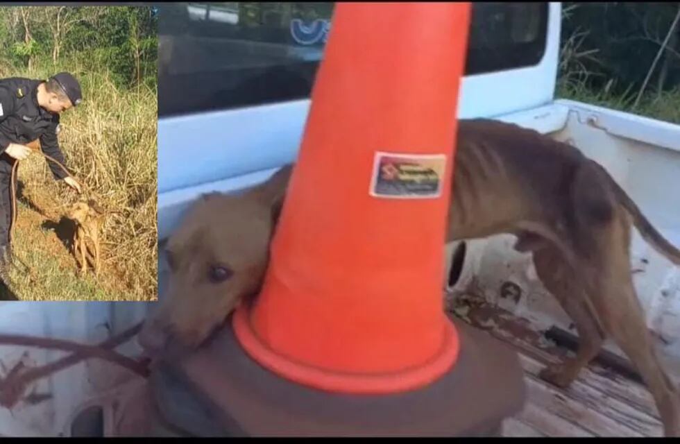 Rescataron a dos perros que fueron abandonados con graves heridas en Eldorado.