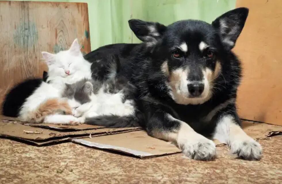 Día internacional del animal sin hogar: los 5 videos más tiernos de mascotas que son adoptadas.