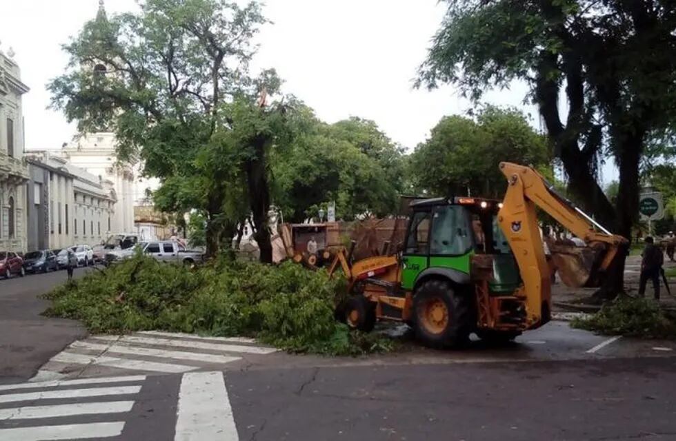 Cayeron más de 30 árboles en toda la capital correntina.