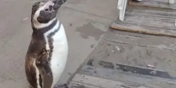 pingüinos en Mar del Plata